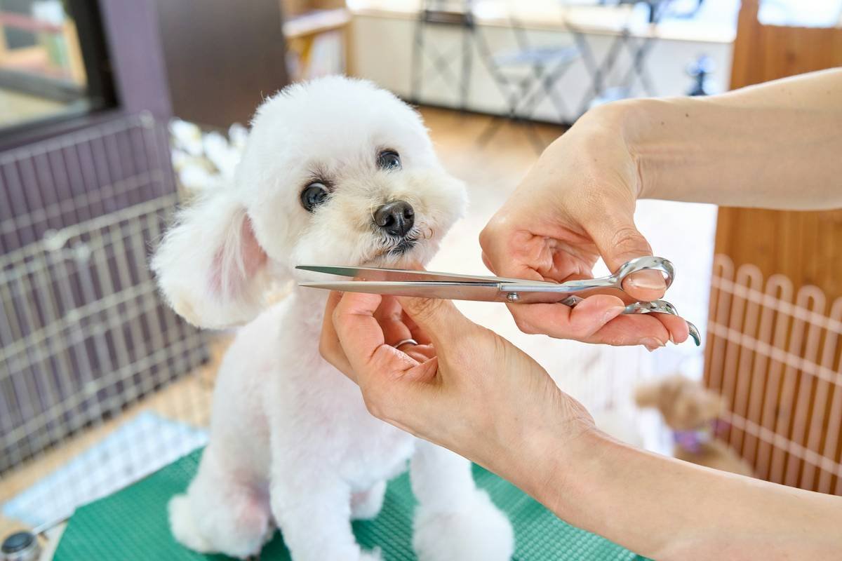 Professional-grade nail scissors tool with curved stainless steel blades for precise manicure cuts